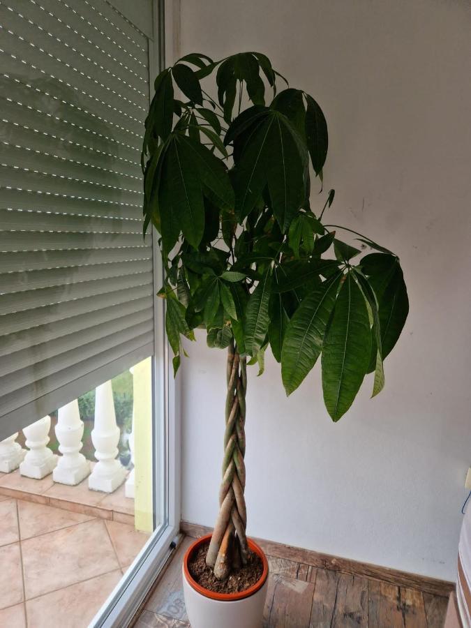 Apartment Vilic 普拉 外观 照片